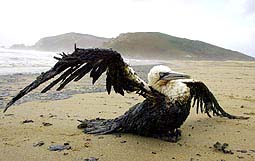 AN OIL-SOAKED BIRD FLAPS ITS WINGS ON AN OIL-COATED BEACH IN NORTHERN SPAIN