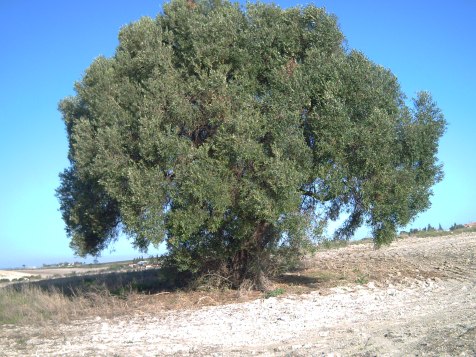 My beautiful picture
